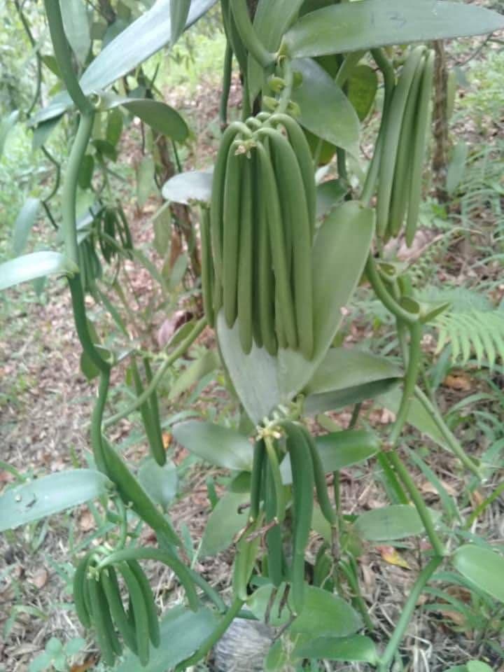 パプアニューギニア産 オーガニック バニラビーンズ 1ｋｇ