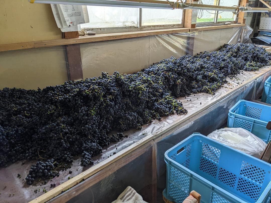 山ぶどう １０kg　山形県月山山麓産①