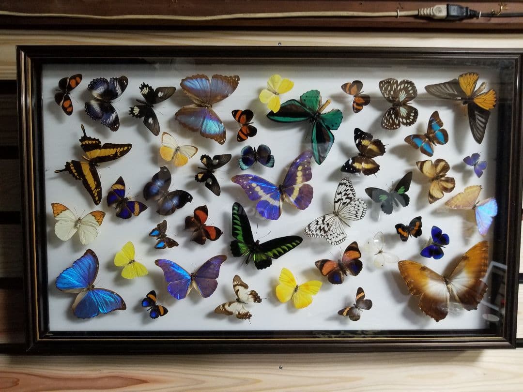 蝶々色々 標本 ナルキ♂️(亜種)含む