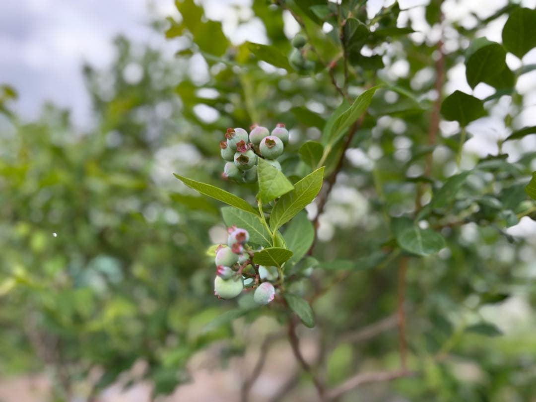 埼玉県産令和7年度冷凍ブルーベリー9キロ