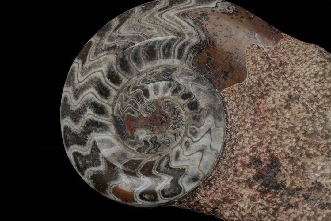 特大標本 アンモナイト&オルソセラス 化石プレート10.6kg 直角貝 鑑賞石