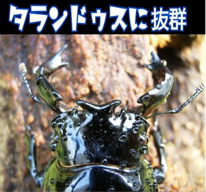 極上！カワラ菌糸瓶【8本】タランドゥス・オウゴンオニクワガタ・レギウスが巨大化！
