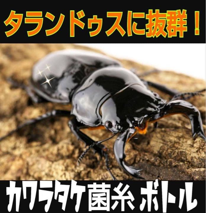 極上！カワラ菌糸瓶【8本】タランドゥス・オウゴンオニクワガタ・レギウスが巨大化！