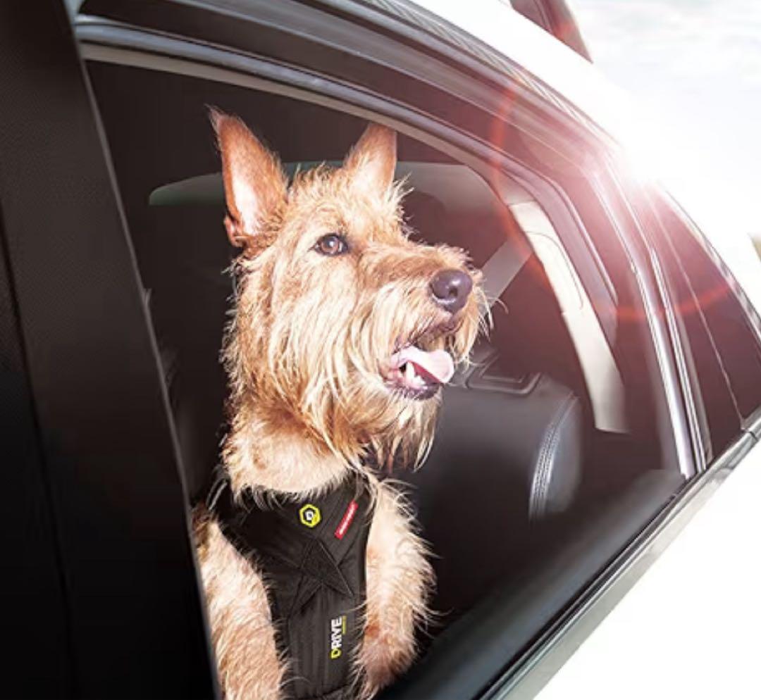 イージードッグ　ドライブハーネス　S