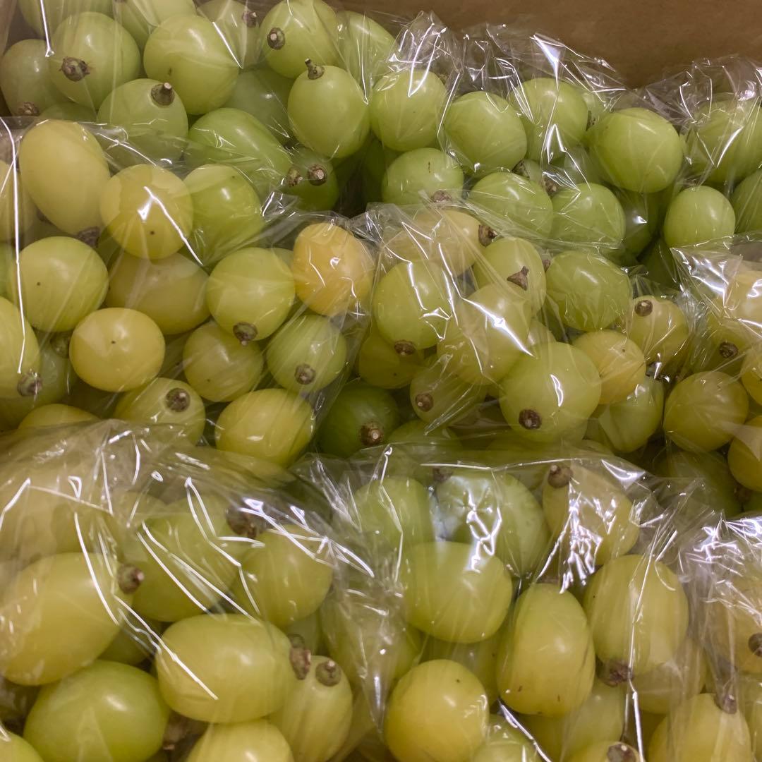 大粒シャインマスカット＆黄色シャインマスカット（粒5キロ以上）