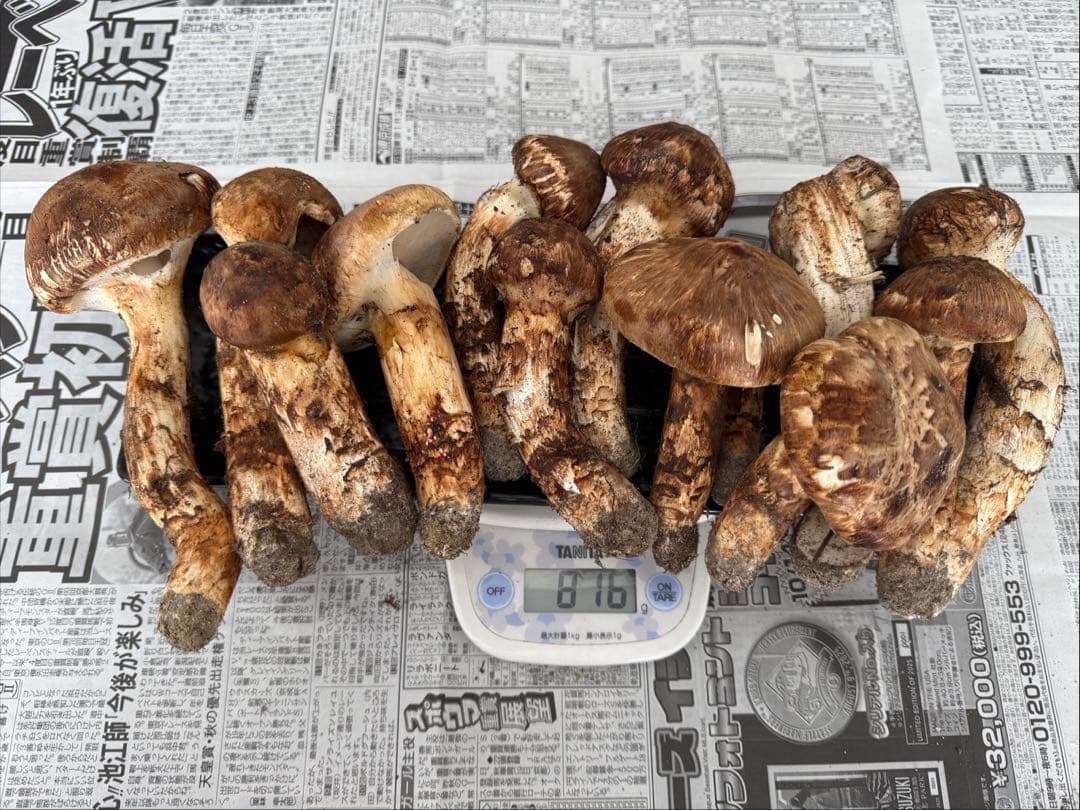 松茸　北海道　800g 訳あり 国産