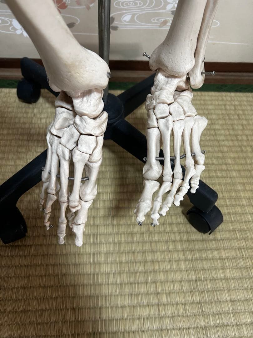 人骨模型　骨格模型　170cm 脊柱模型　70cm