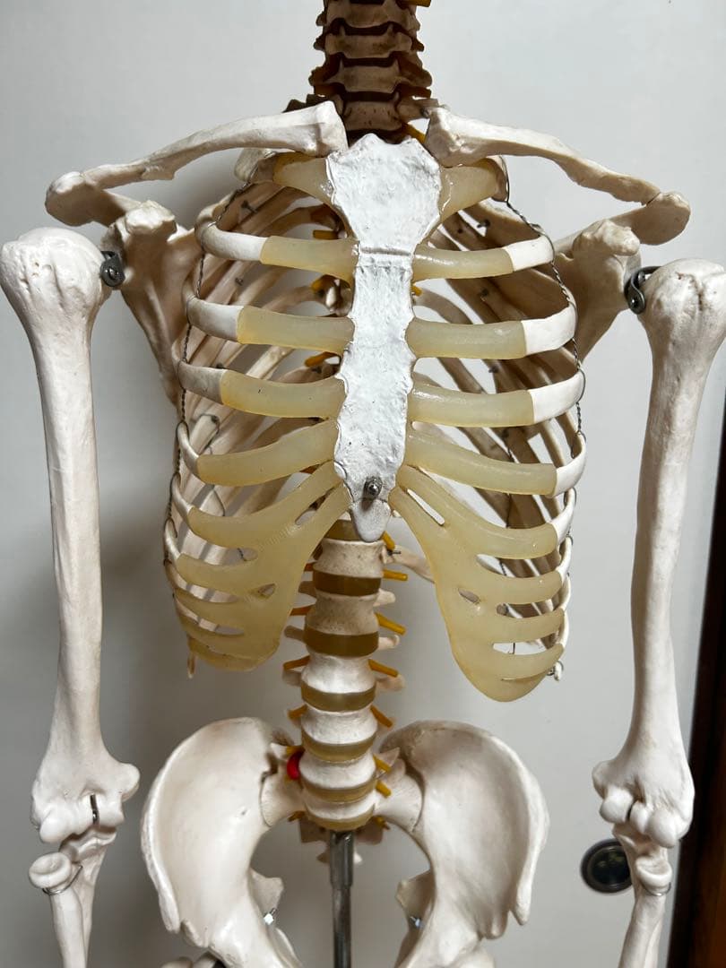 人骨模型　骨格模型　170cm 脊柱模型　70cm
