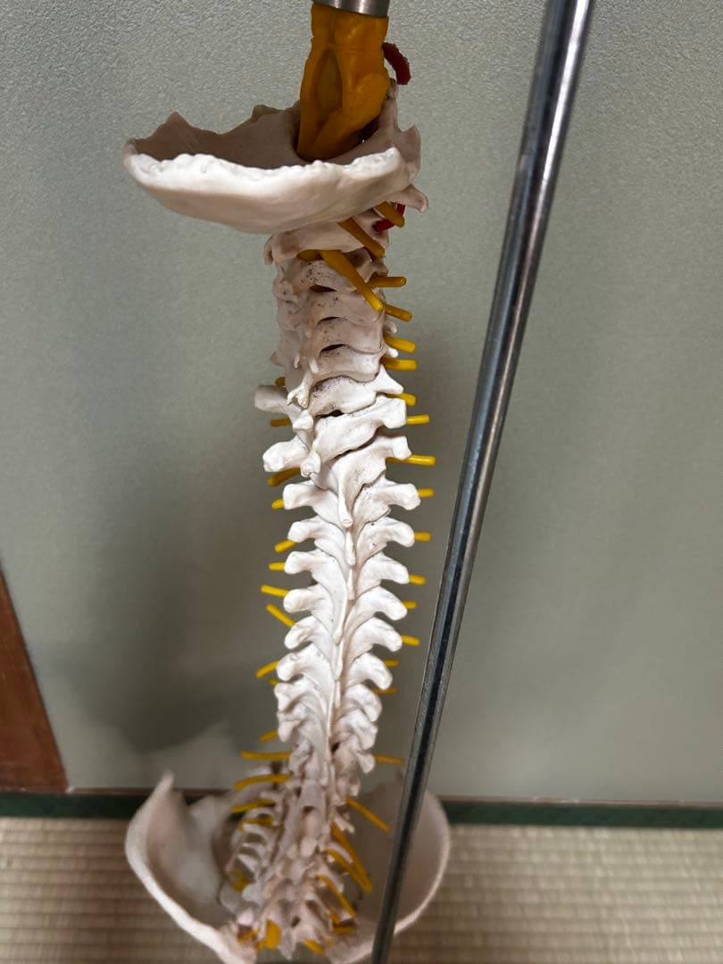 人骨模型　骨格模型　170cm 脊柱模型　70cm