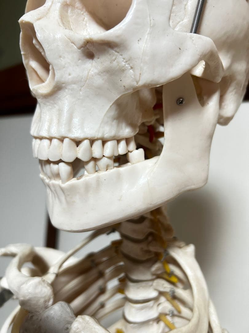 人骨模型　骨格模型　170cm 脊柱模型　70cm