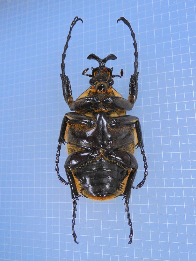 標本 Ivor Cost Goliathus cacicus 83mm