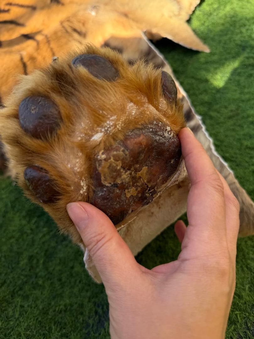 虎 剥製　国際希少野生動植物種登録票付き