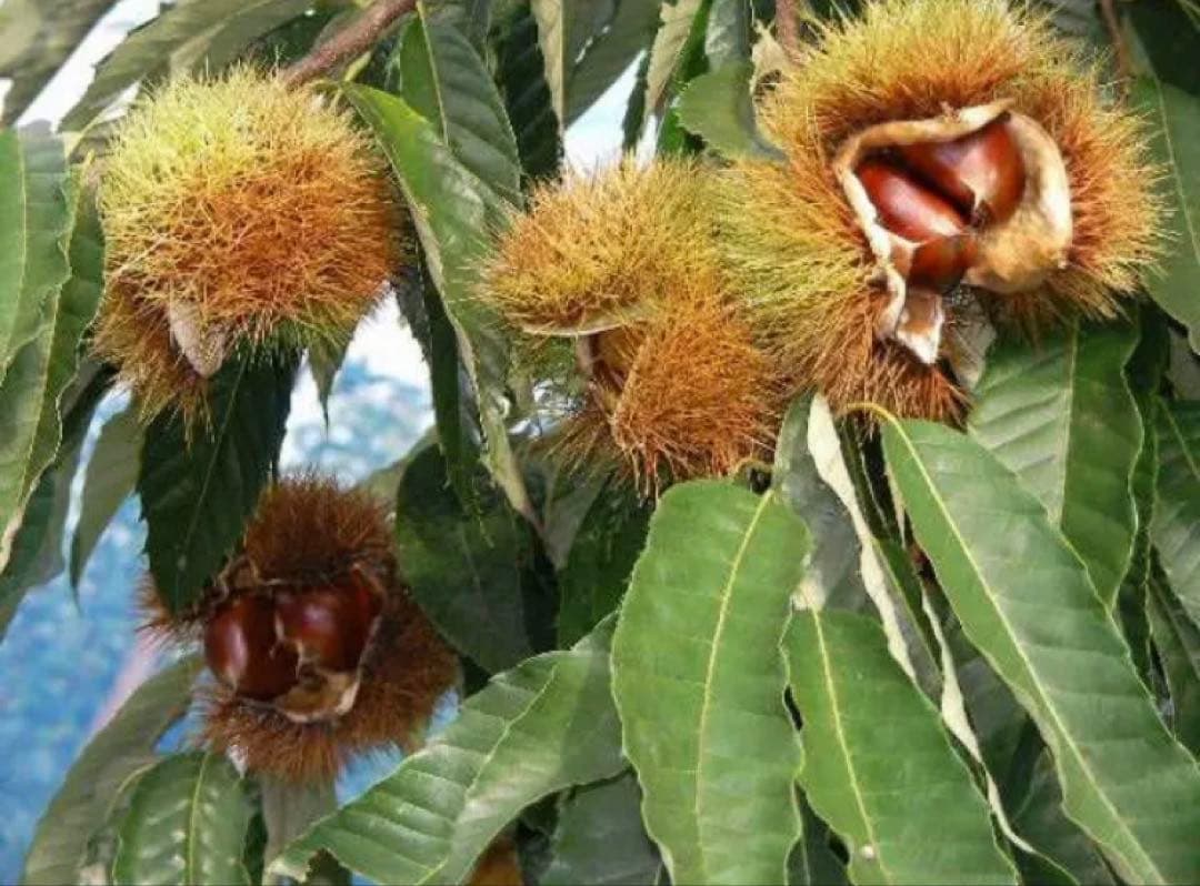 栗　大粒！幅40mm程度サイズ3.6k　無燻蒸で熟成させた　生栗！　クリ　くり