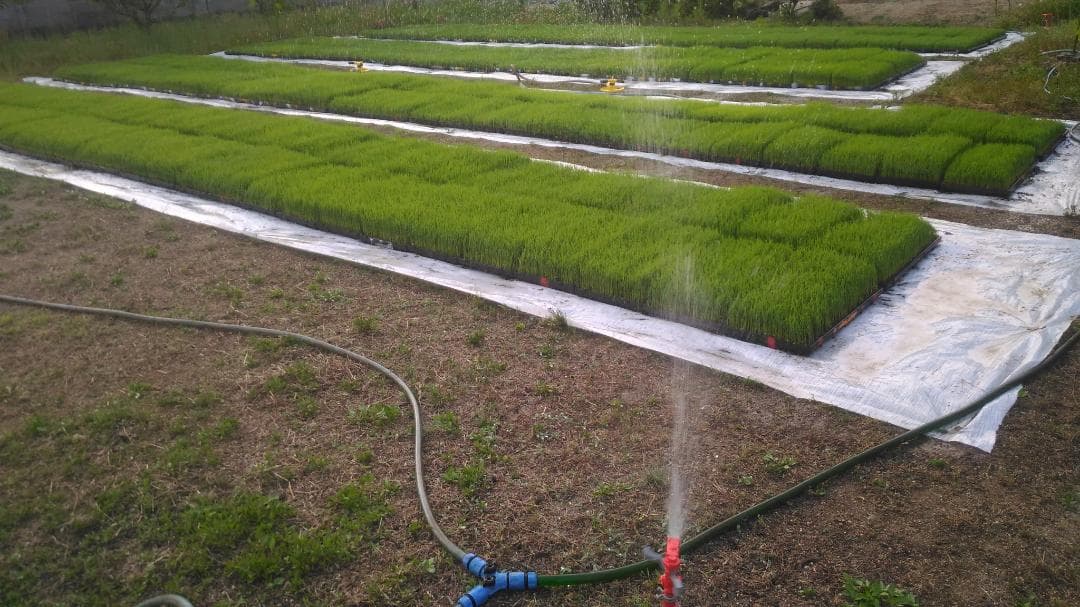 令和７年度兵庫県産 きぬむすめ 玄米30kg※精米可 本州・四国・九州は送料無料