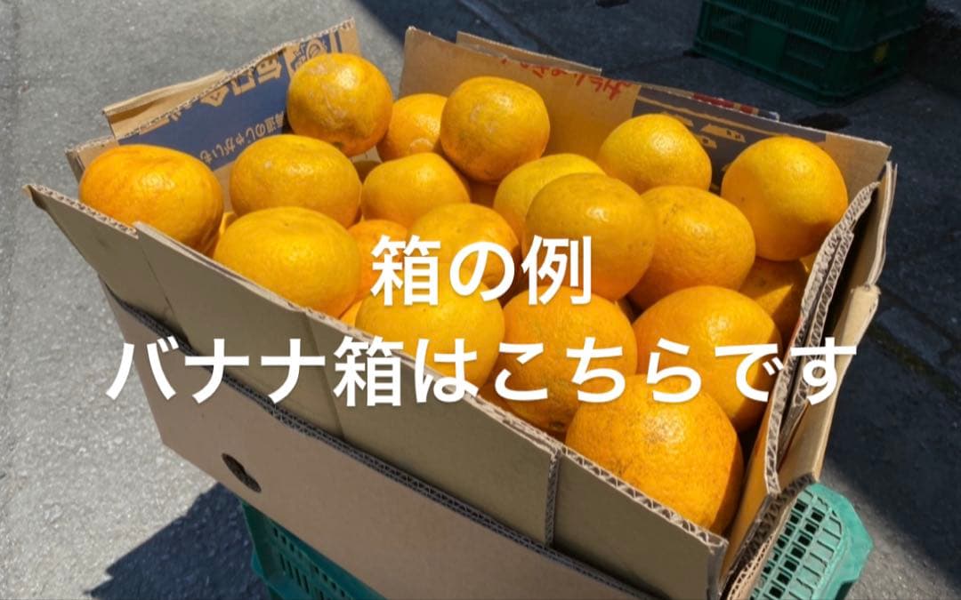 きみえ　北海道地方追加送料込み　愛媛県産　家庭用　愛果28号　15kg