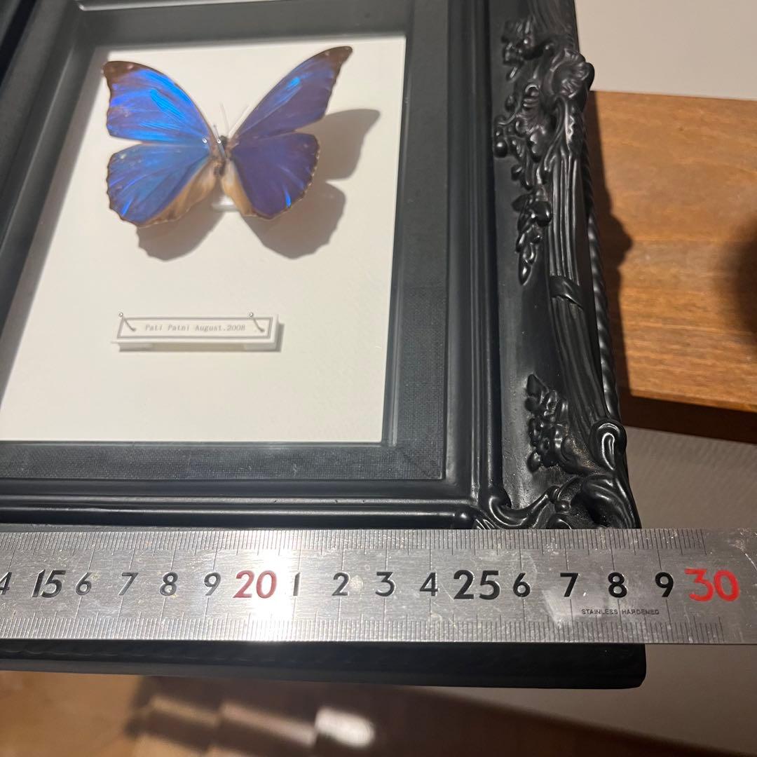 モルフォチョウ　大型個体　標本