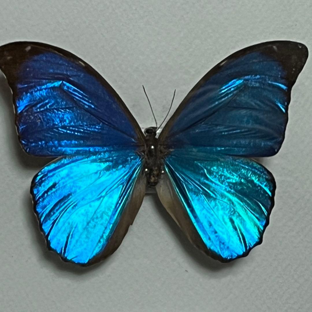 モルフォチョウ　大型個体　標本