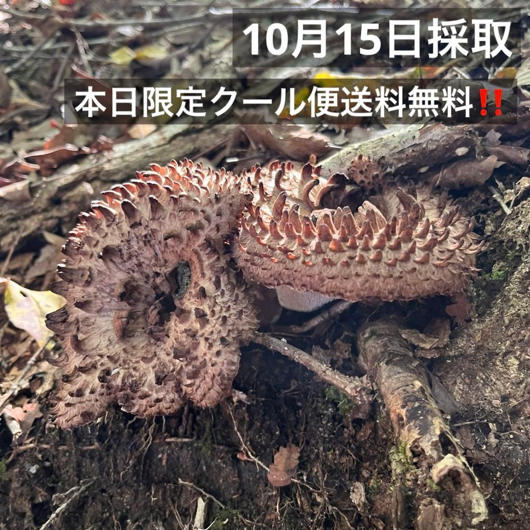 天然香茸‼️広島産　1.0kg 10月15日採りたて　クール便送料無料‼️