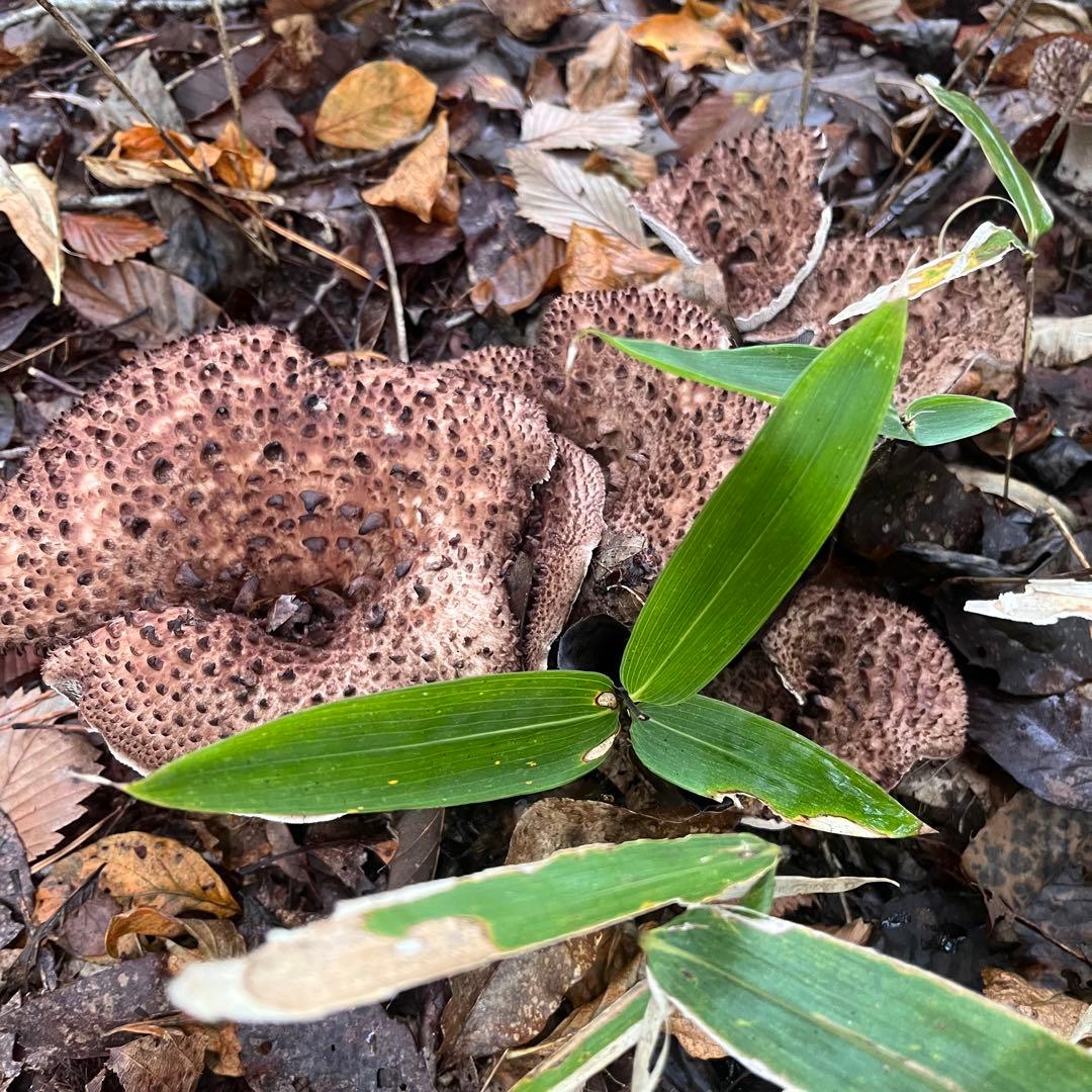 天然香茸‼️広島産　1.0kg 10月15日採りたて　クール便送料無料‼️