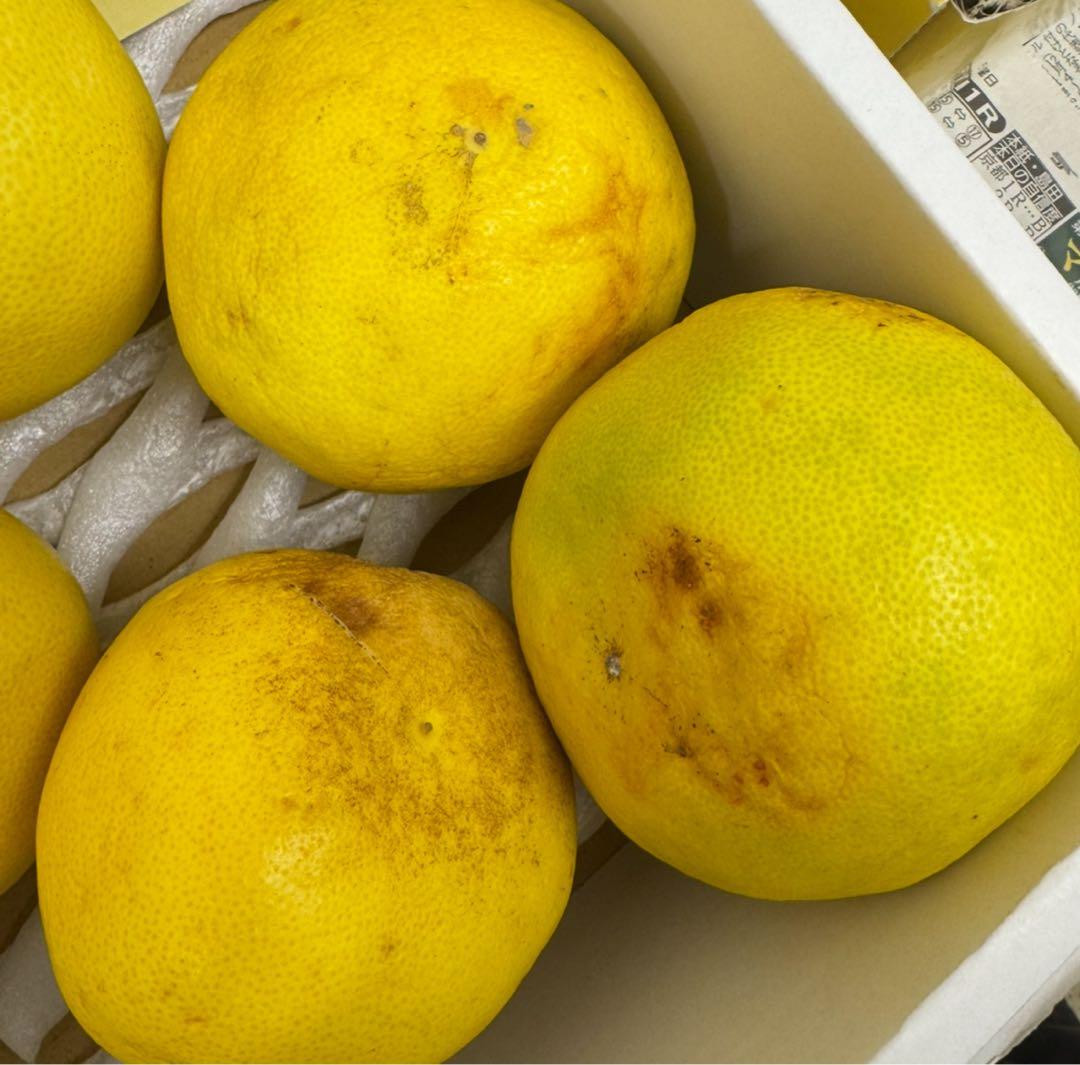 文旦　水晶文旦　みかん　好きに　　訳あり50