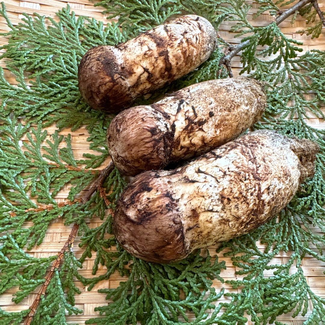 長野県南信州産‼️松茸 大小　3本セット 144g 10/24朝採れ