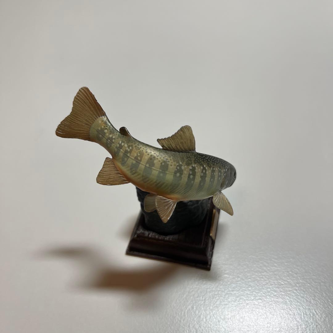 ネイチャーテクニカラー　日本の清流　ニッコウイワナ　ウグイ