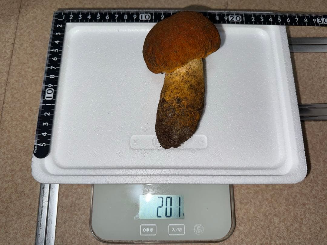 【訳あり商品】広島県産松茸231g＋アカヤマドリ201g