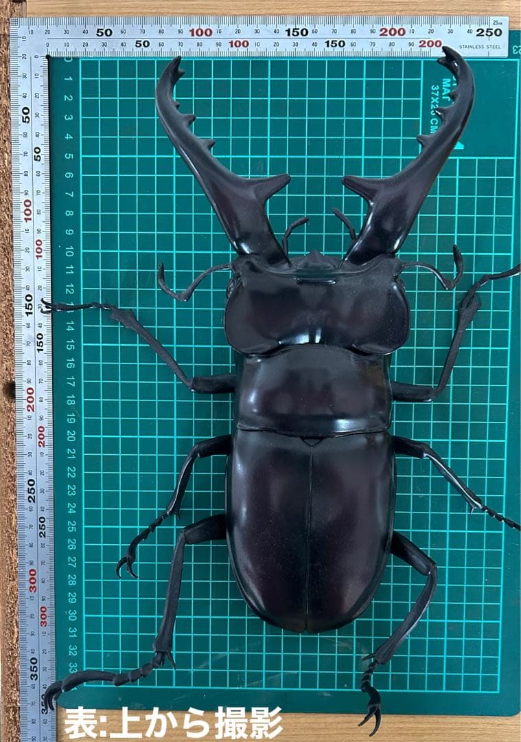 クワガタ虫　　模型