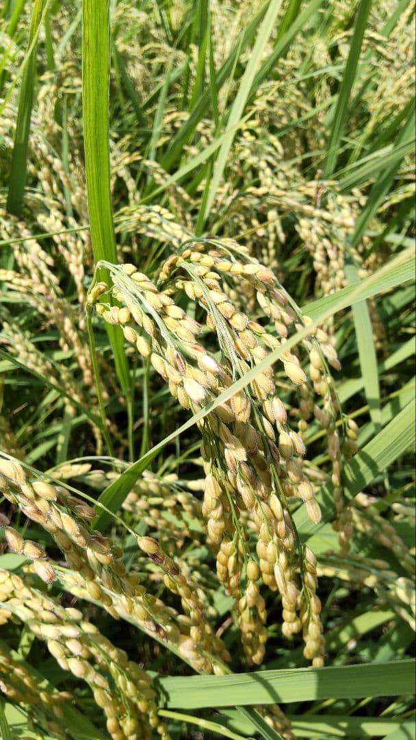 私は化学農薬を摂取したくない ７年産コシヒカリ 玄米10kg特別栽培①農薬不使用