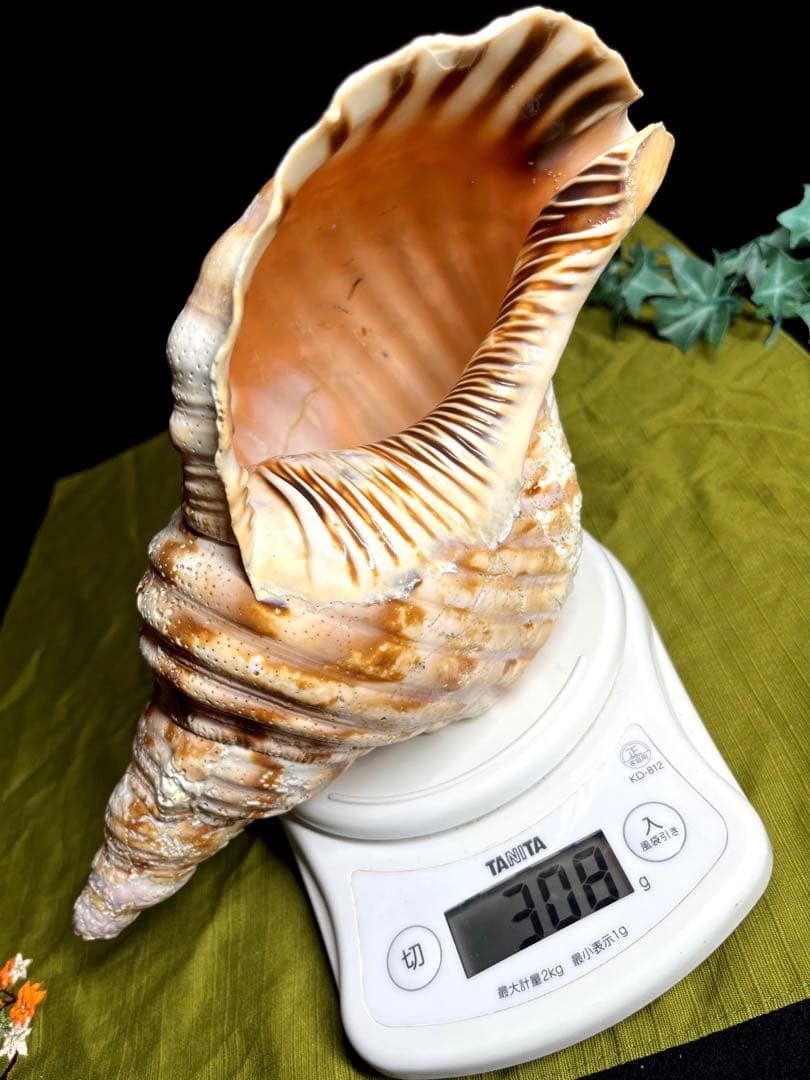 法螺貝　ホラ貝　大きさ約28cm 前後 ホラガイ　ほら貝