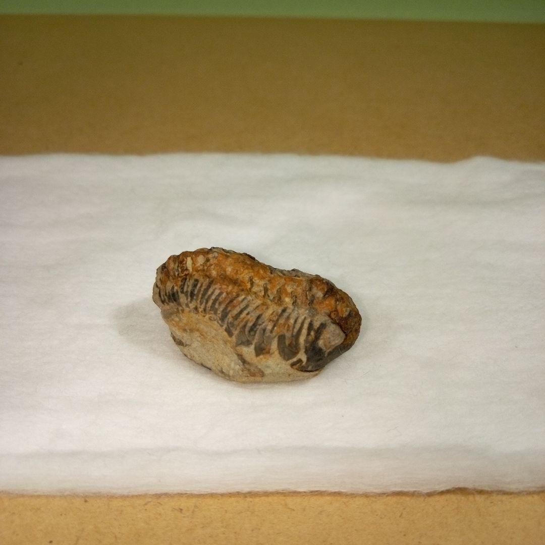 三葉虫　化石　fossil　ボリビア産　レア　Fossil判別⑧