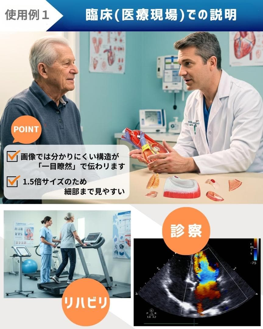 KIYOMARU 心臓模型 1.5倍大 10パーツ分解人体模型