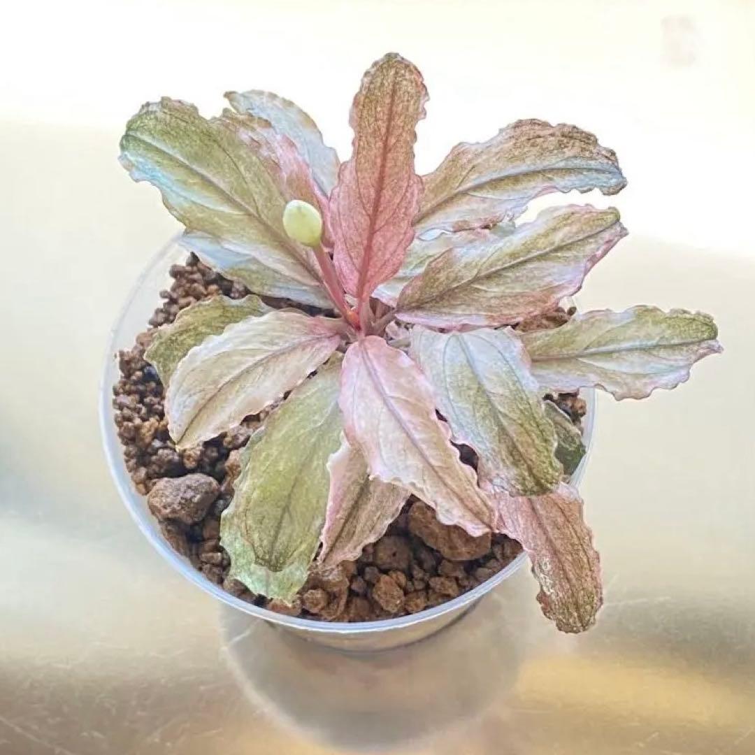 Bucephalandra sp.PinkVariegatedピンクバリエガータ