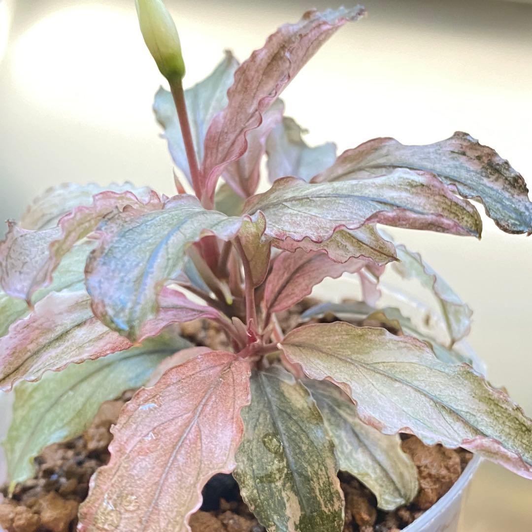 Bucephalandra sp.PinkVariegatedピンクバリエガータ