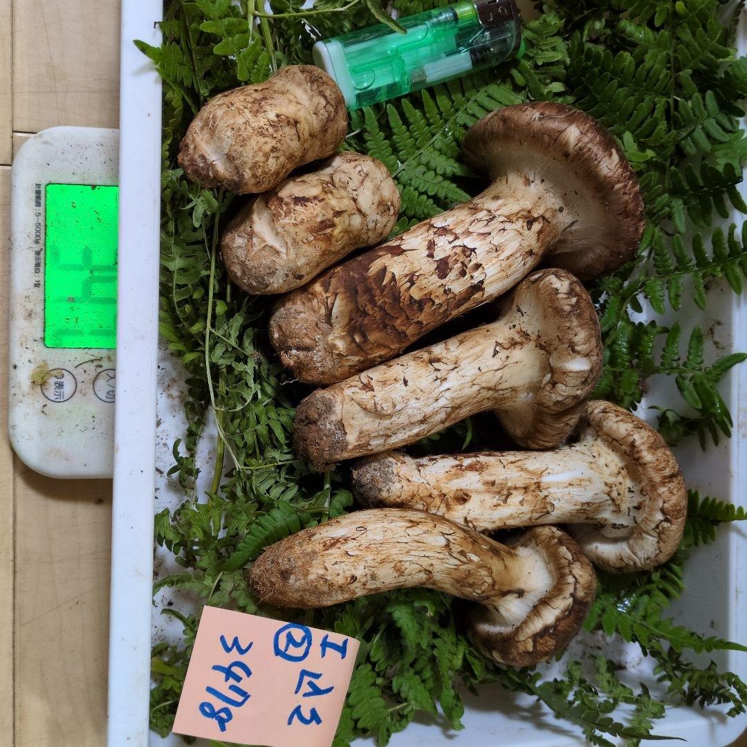 和歌山松茸 新鮮朝市　込み込み　347㌘