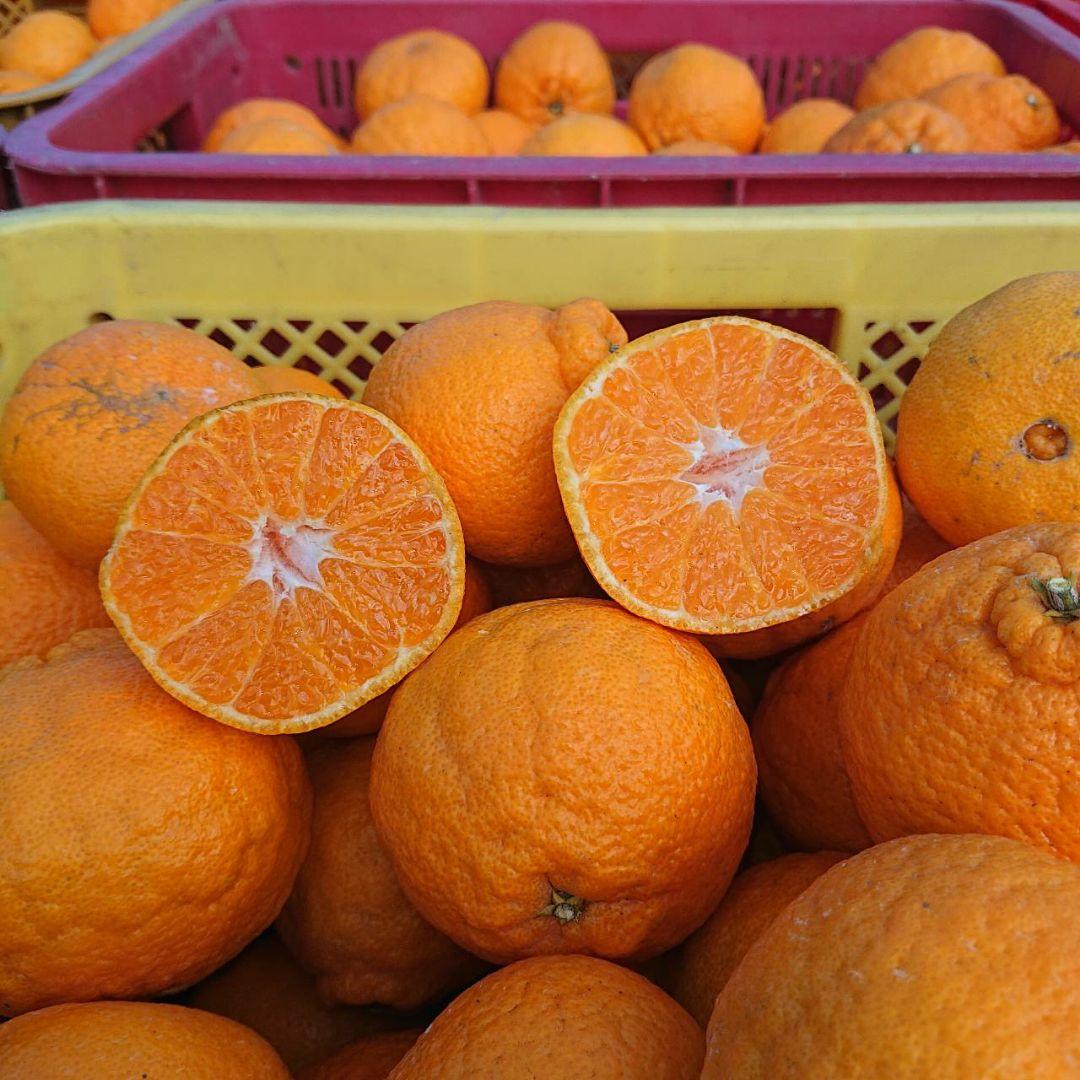 超お得な 18kg 熊本産不知火デコポン 味恋みかん 超人気(^o^)