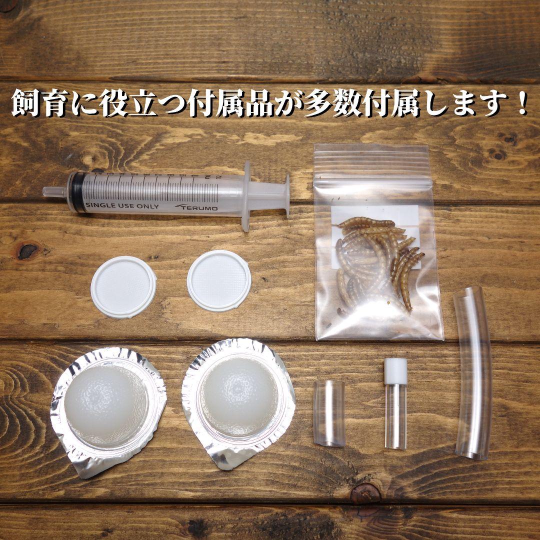 ★送料無料★スーパービッグ　アリの巣　蟻の巣　石膏　付属品多数！