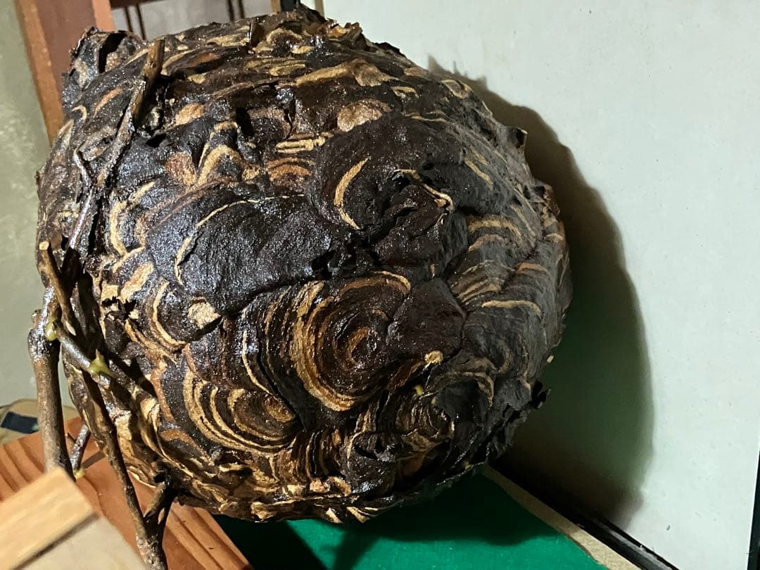 スズメバチの巣　42✖️54 標本