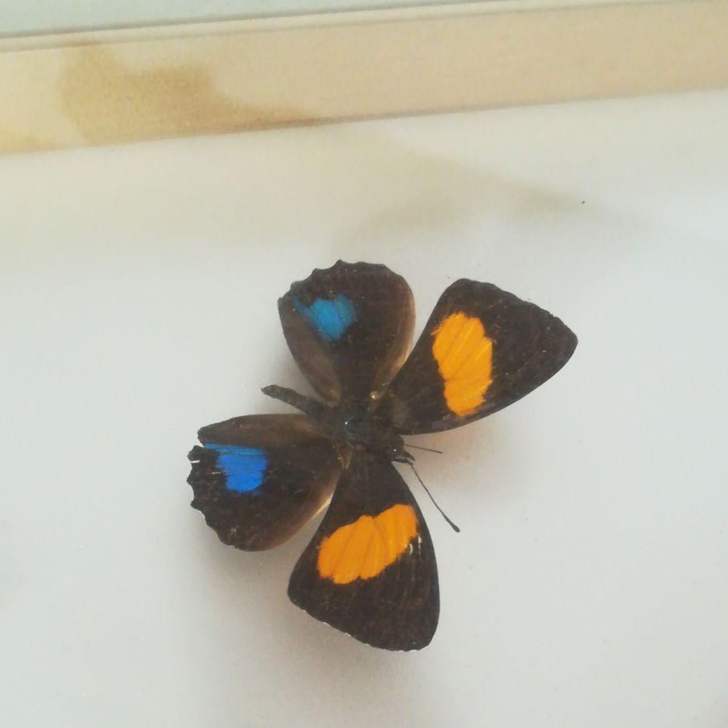 蝶　モルフォ　標本　額装　昆虫