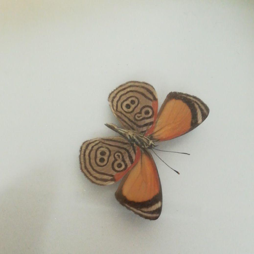 蝶　モルフォ　標本　額装　昆虫