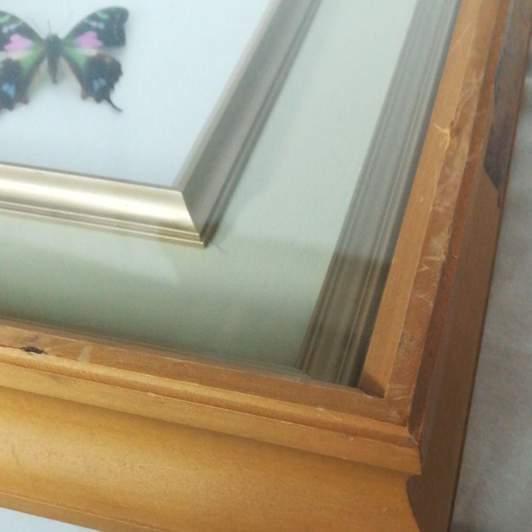 蝶　モルフォ　標本　額装　昆虫