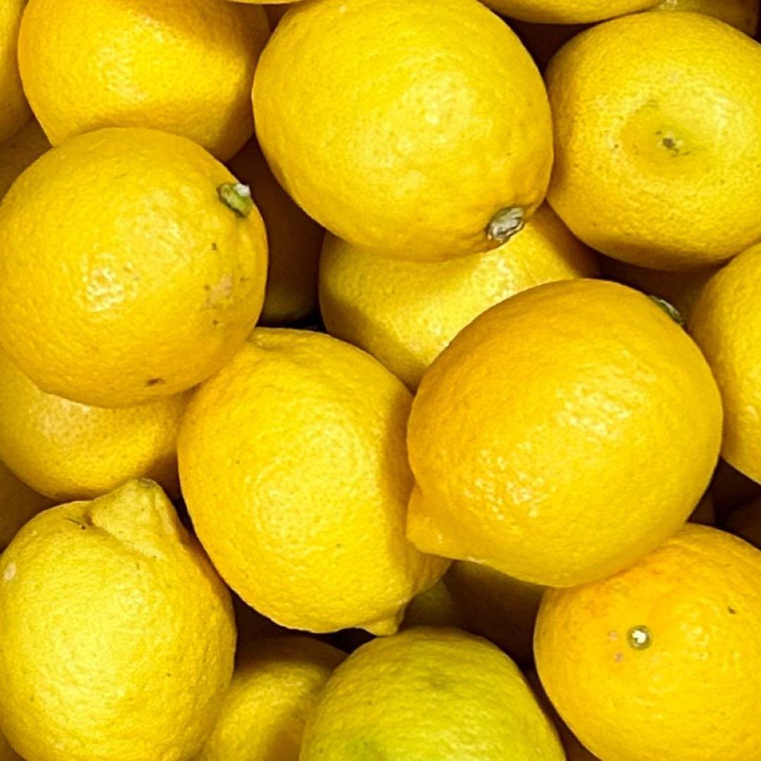 国産　瀬戸田レモン農薬不使用　　r