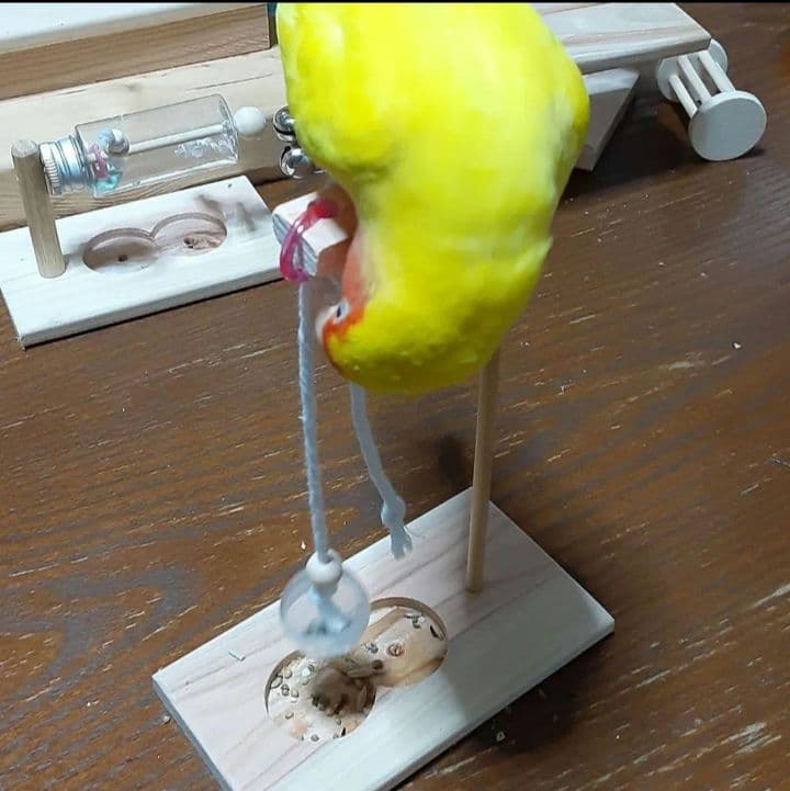 g157　止まり木　Tパーチ　スタンド　バードトイ　フォージングトイ色々セット