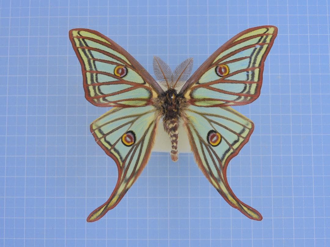 イザベラミズアオ　87mm