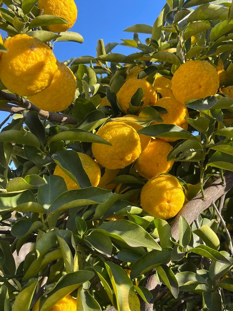 柚子　花柚子　箱の重さ込み10キロ　発送日に収穫します