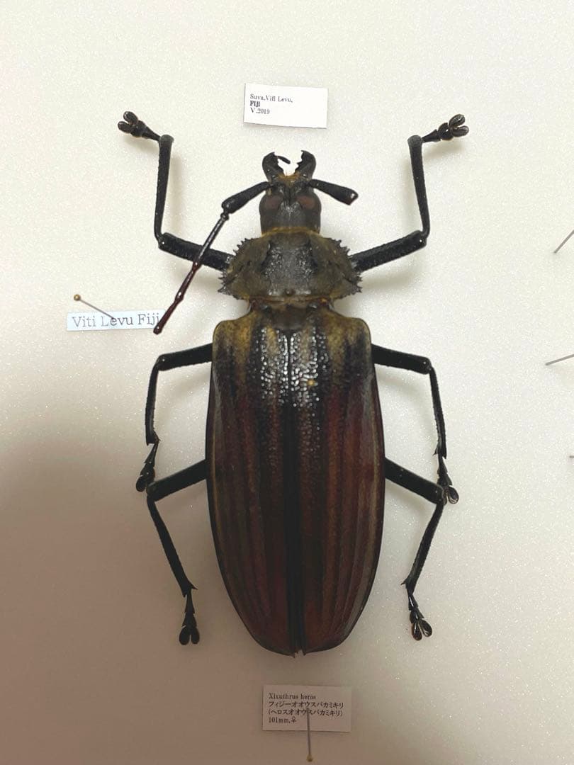 paradeshia　フィジーオオウスバカミキリ　標本　メス