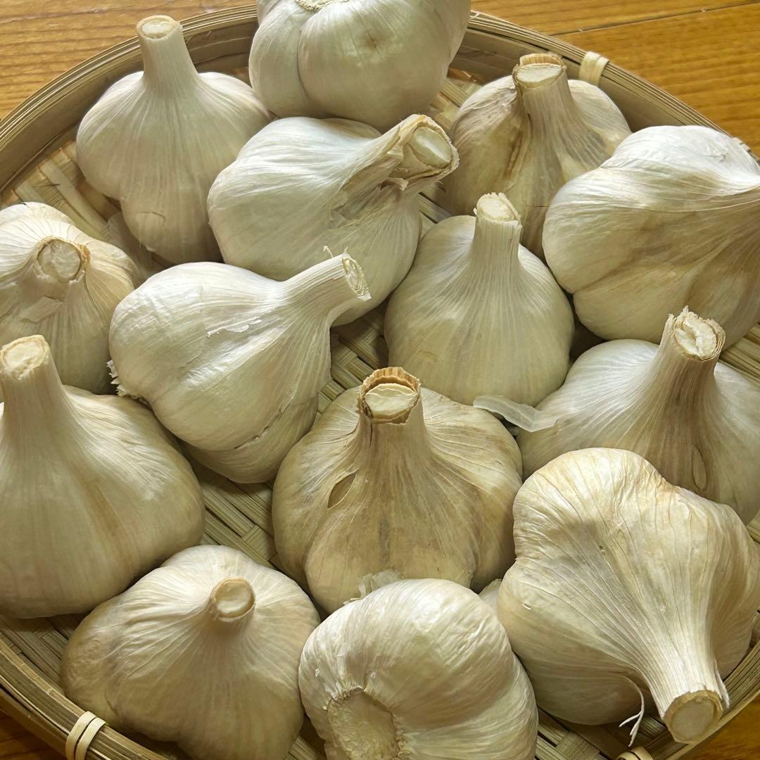 【お買い時】青森県産にんにく M 5kg 福地ホワイト六片 激安 家庭用 加工用