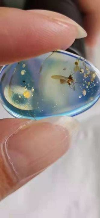 アンバー 琥珀 アカイエカ ユニーク 天然石 虫入り 価値上がる