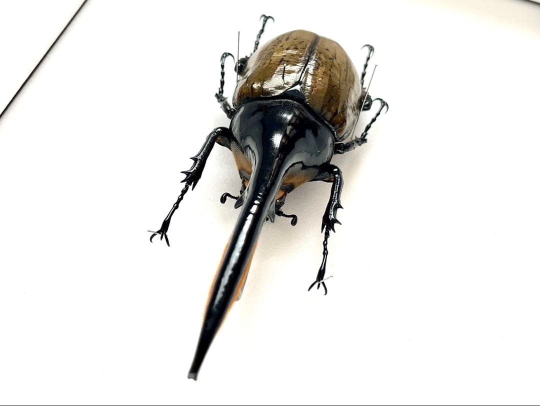 ヘラクレスオオカブト　標本　153mm