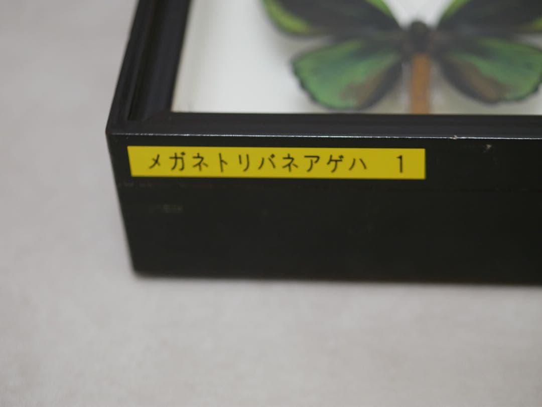 蝶標本  アカメガネトリバネアゲハ 産地別コレクション 研究用 大型ドイツ箱